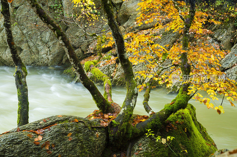 Irati forest，潘普洛纳，纳瓦拉，西班牙。